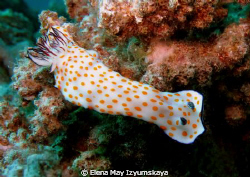 Beautiful risbecia by Elena May Izyumskaya 